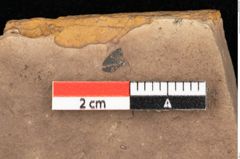 Foto (Detailsansicht) von Quercus mediterranea, Unger (NHMW-GEO-2024-0188-0943)